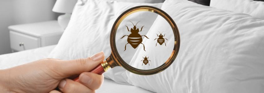 Magnifying glass highlighting the hand-drawn images of bed bugs on a bed pillow.