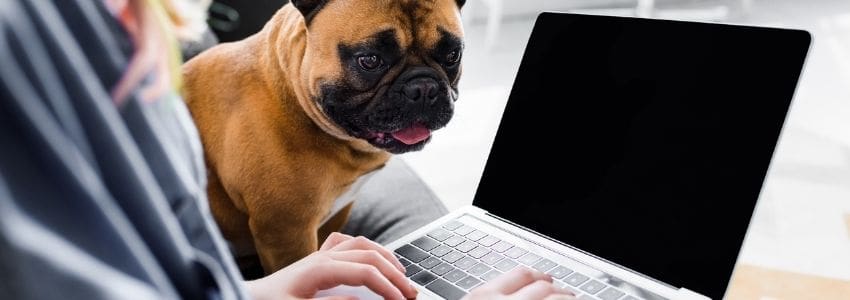 Photo of a woman working at home with her dog representing work-life balance